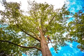  Pierz, MN Tree Services Pros