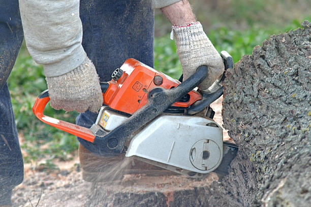 Best Arborist Consultation Services  in Pierz, MN